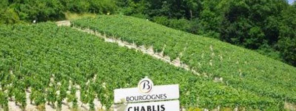 Marathon de Chablis : 1ère édition le 15 juin 2019