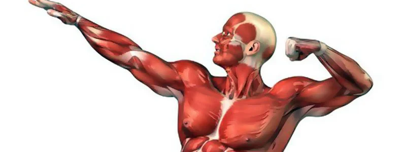 Fonctionnement du muscle à l'effort