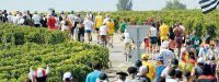 Marathon du Médoc : Certificat de bonne conduite