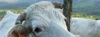 8ème édition du Marathon du Charolais ce samedi