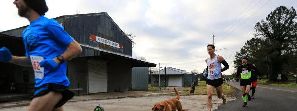 Une chienne décroche la 7ème place ... d'un semi-marathon