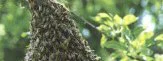Japon : Un semi-marathon attaqué par un essaim d'abeilles