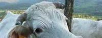 7ème Marathon du Charolais : Début des grandes manœuvres 